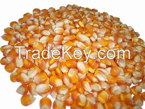 Non GMO Yellow Maize