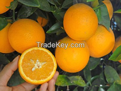 Fresh valencia orange