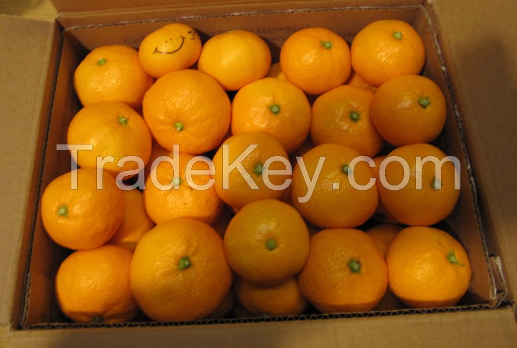 Fresh Mandarin