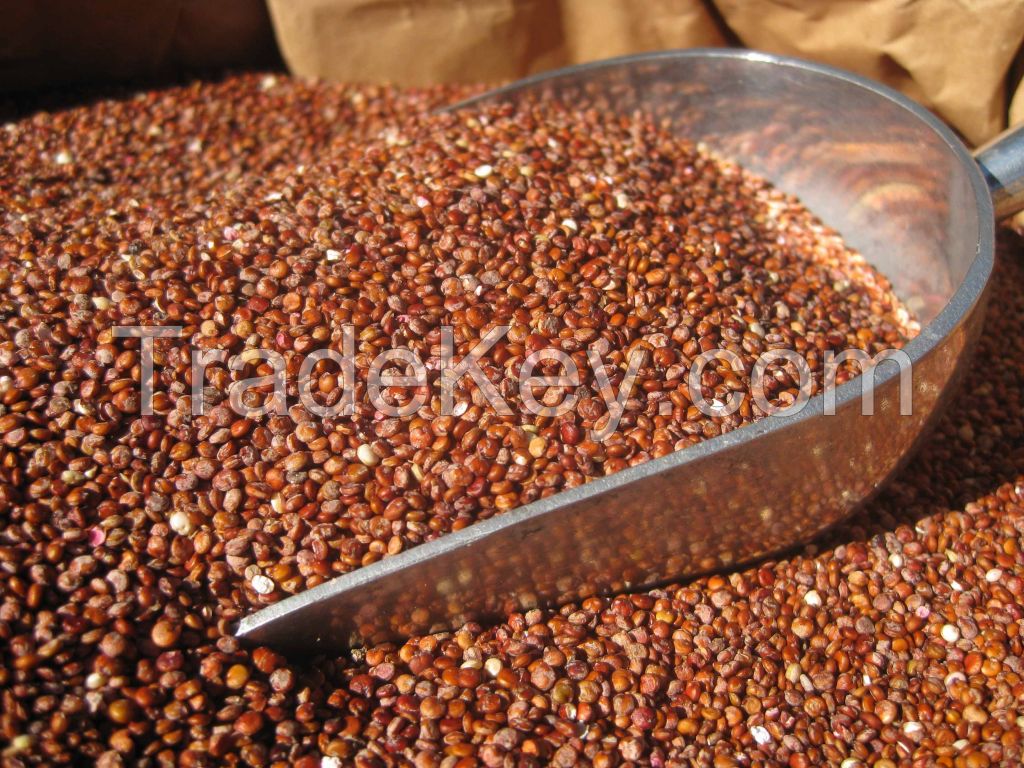 Red Quinoa for sale