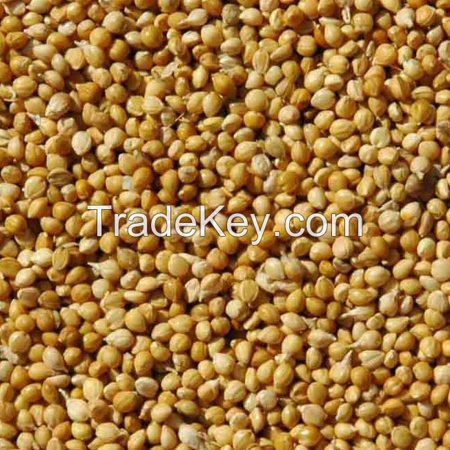 Panicum Millets