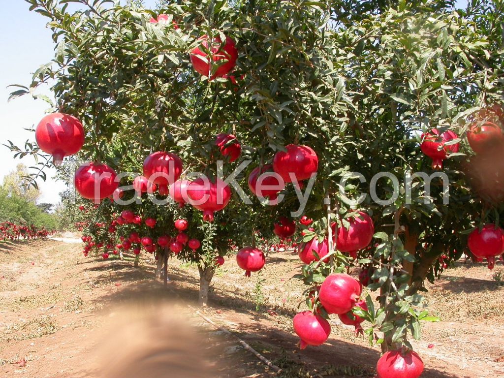 Best Quality Fresh Big Size Pomegranates