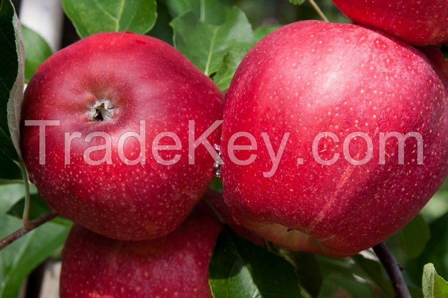 New season fresh red fuji apple