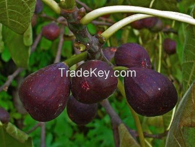 Fresh Organic Figs Available