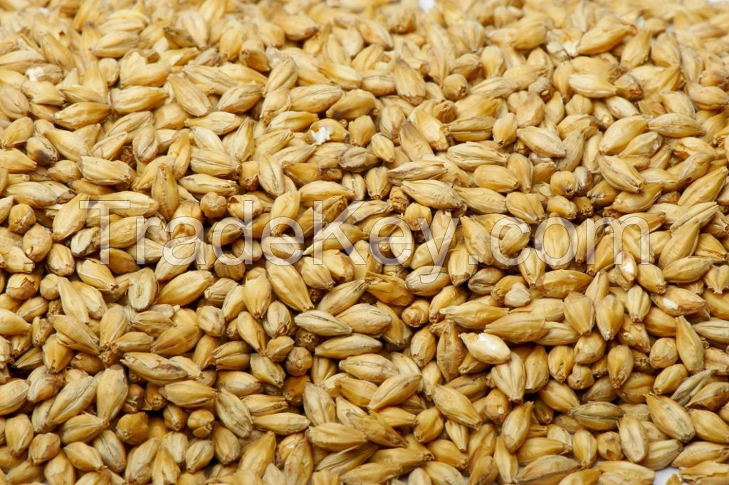 Wheat Whole Grains