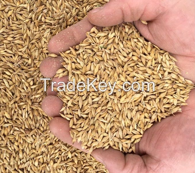 Sell Offer Yellow Corn , Barley  , Wheat , Peas , Lentils , Chickpeas
