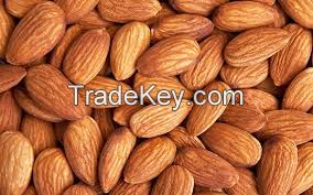 Sweet Almond Kernel Nut in Shell in Stock