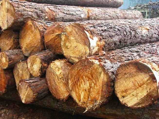 PINE WOOD LOGS