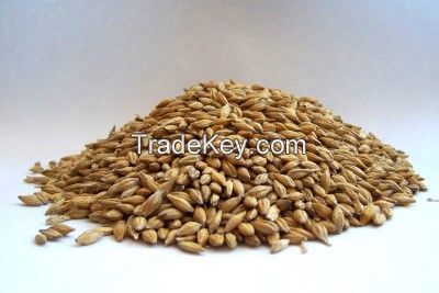 Feed Barley