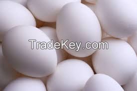 Offer To Sell Egg