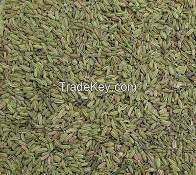 Organic fennel seeds 2015