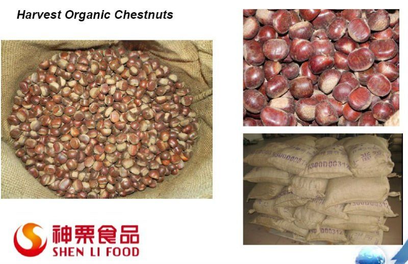 Sweet chestnuts for sale