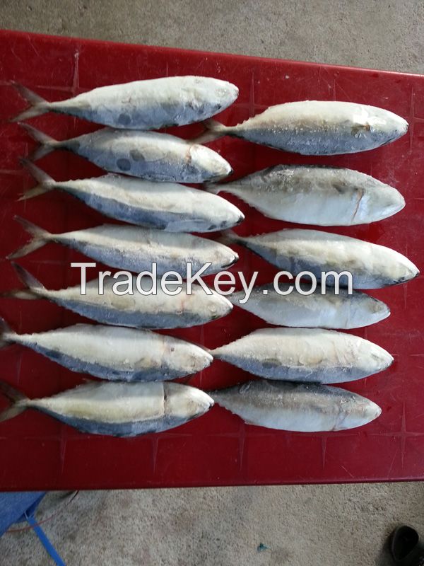 Sell Indian Mackerel