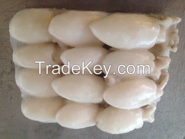 Sell Frozen baby Cuttlefish