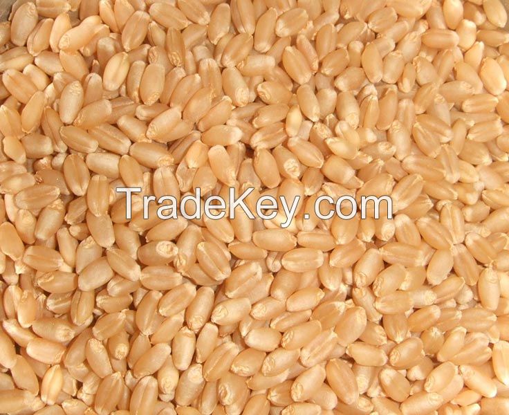 Wheat Grains