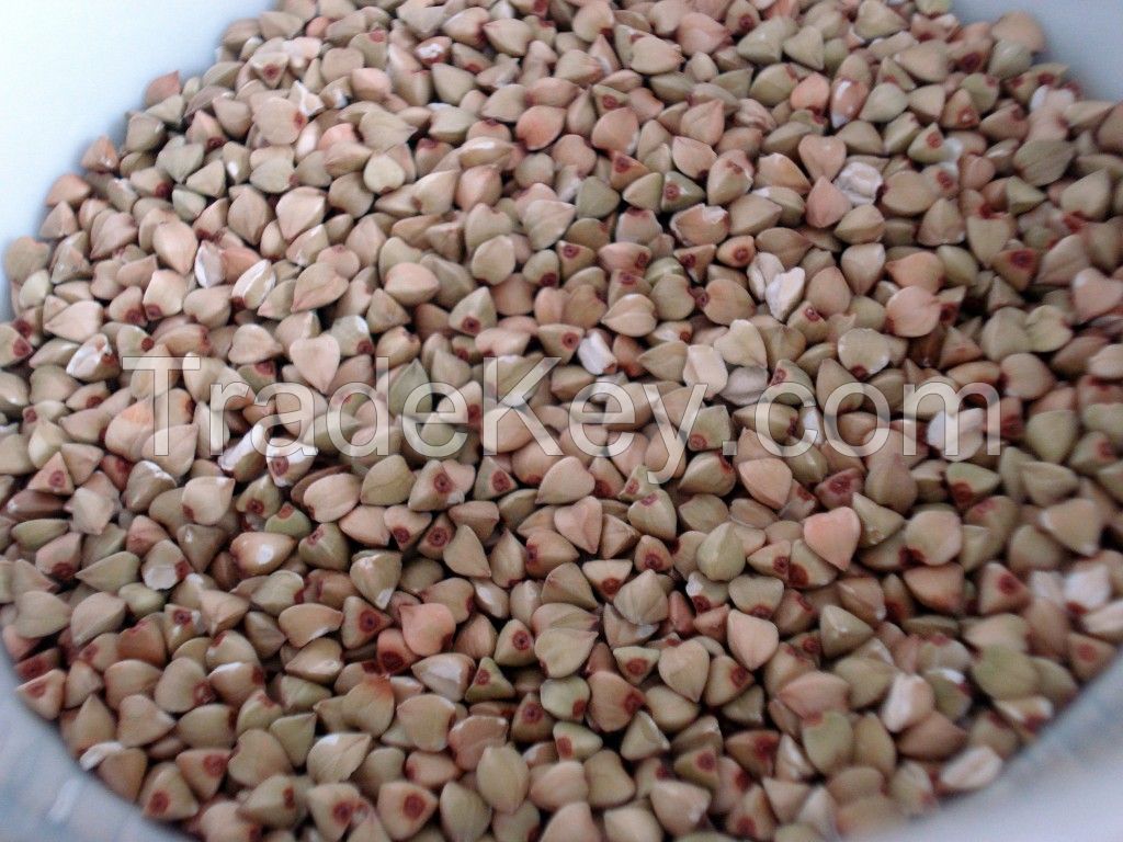 Buckwheat