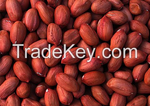 Raw Peanut Kernels