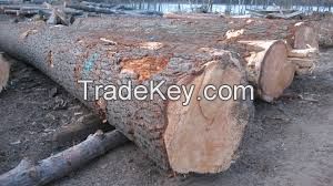 Fresh Cut Spruce and Pine Logs