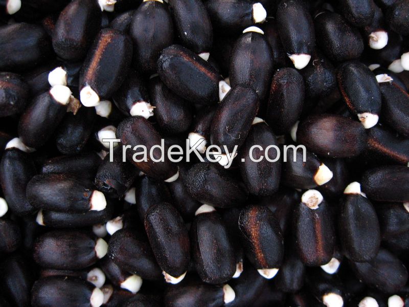 Jatropha Seeds