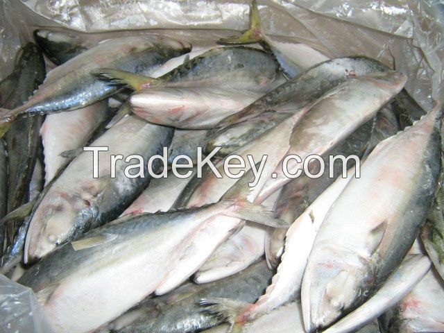 Frozen Mackerel Fish