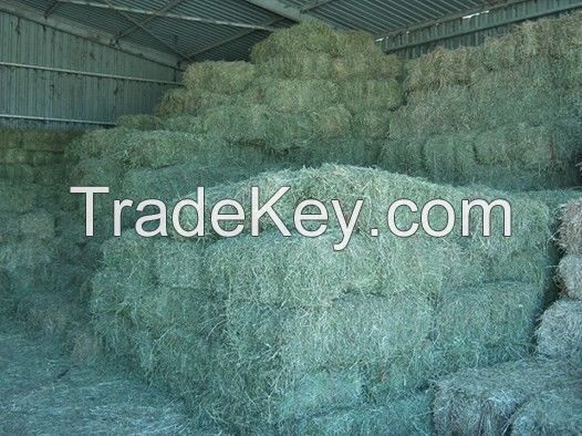 Oats Hay Bales