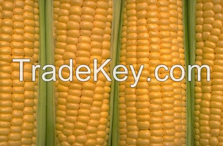 Sweet Corn