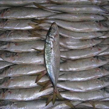 Frozen seafood horse mackerel fish sale
