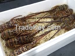 WHOLE RAW SPINY LOBSTER