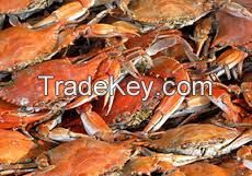 live mud crab/frozen and red king crab