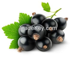 black currant juice powder