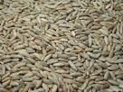 Rye Grains, Buckwheat Kasha, Spelt Grain, Barley