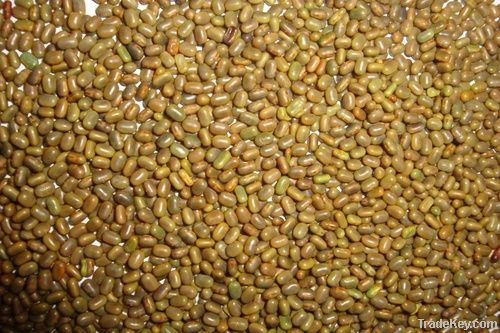 Sesbania Seeds For Sale