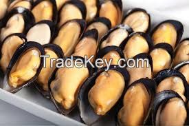High quality half shell blue mussel