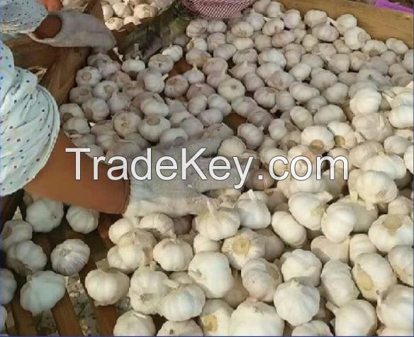 Pure-White/Normal White/Red Garlic 1. Garlic Origin: Pizhou, Jiangsu Province, P.R.China