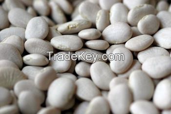 Large Lima Beans, Canned Butter Beans, Chinese White Kidney Beans Flat Size 50-60pcs