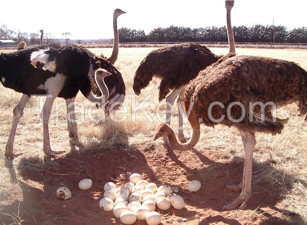 Ostrich Chicks And Eggs