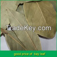 Natural Bay Laurel Leaf Leave Price