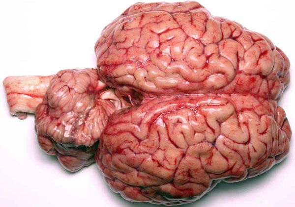 Clean and Quality Grade A Frozen Beef Brain