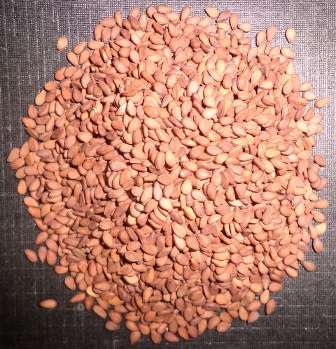 Brown Sesame Seeds (3000 Metric Ton Ready)