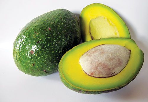 FRESH AVOCADOS COMPETITIVE PRICE AND HIGH QUALITY