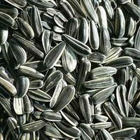 Sunflower Seeds