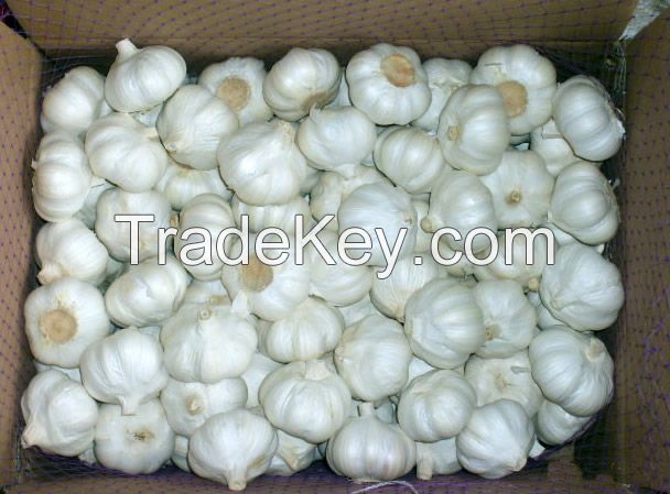 Fresh pure white normal white garlic 4cm 4.5cm 5cm