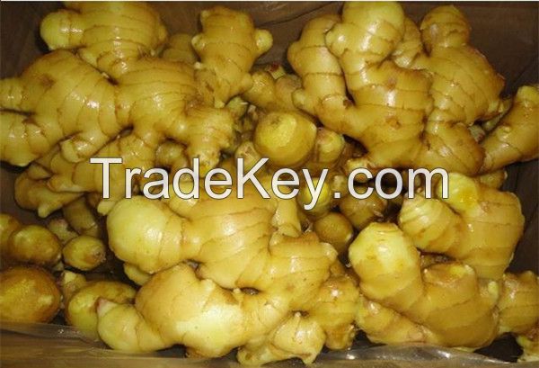 HIGH QUALITY BIG FRESH GINGER 2015-2016 FOR SALE