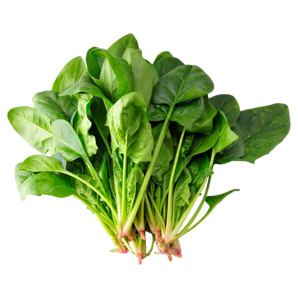 Hot sale of high quality fresh spinach accept custom planting