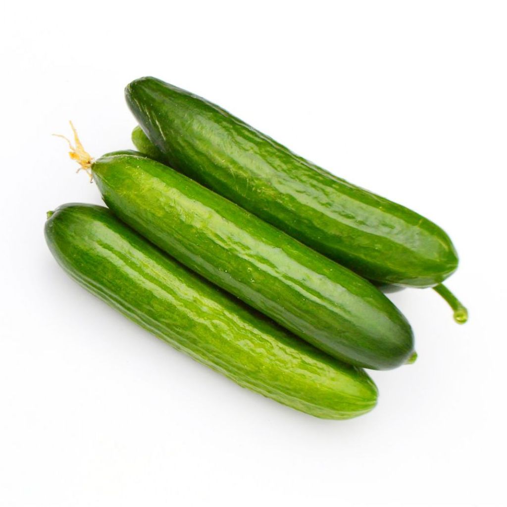 Hot sale of high quality fresh cucumber accept custom planting