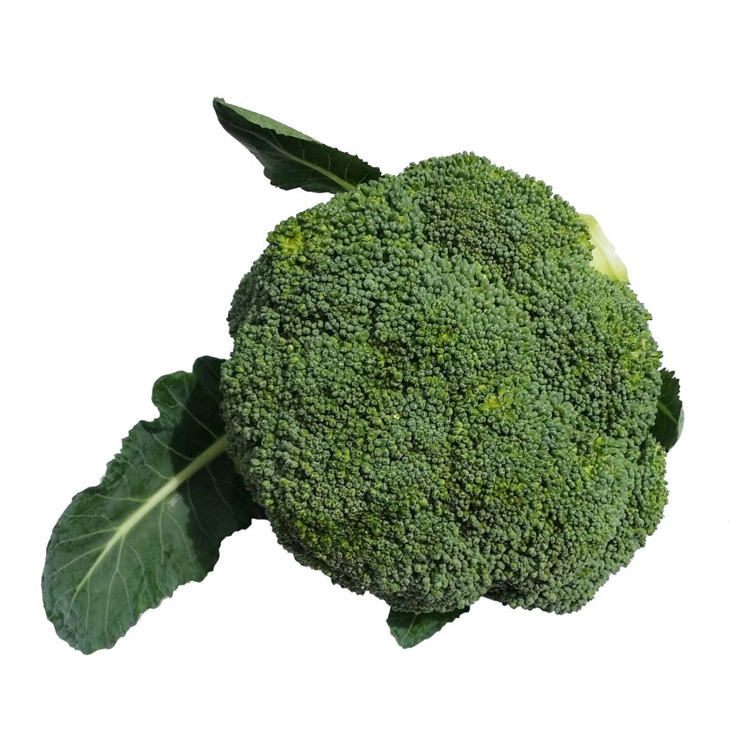 Hot sale of high quality fresh broccoli  accept custom planting