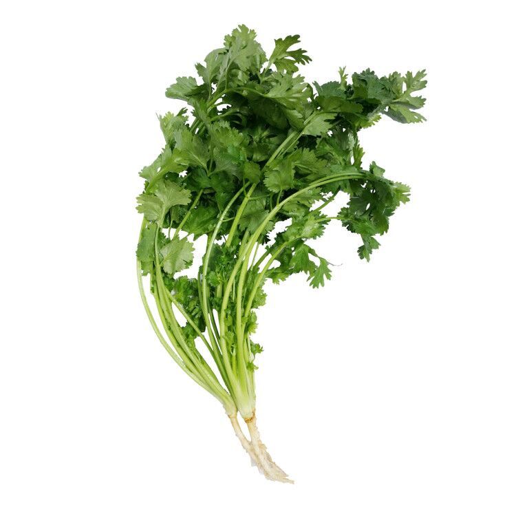 Hot sale of high quality fresh Coriander Leaves  accept custom planting