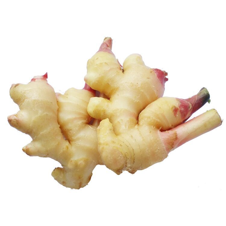 Hot sale of high quality fresh ginger accept custom planting