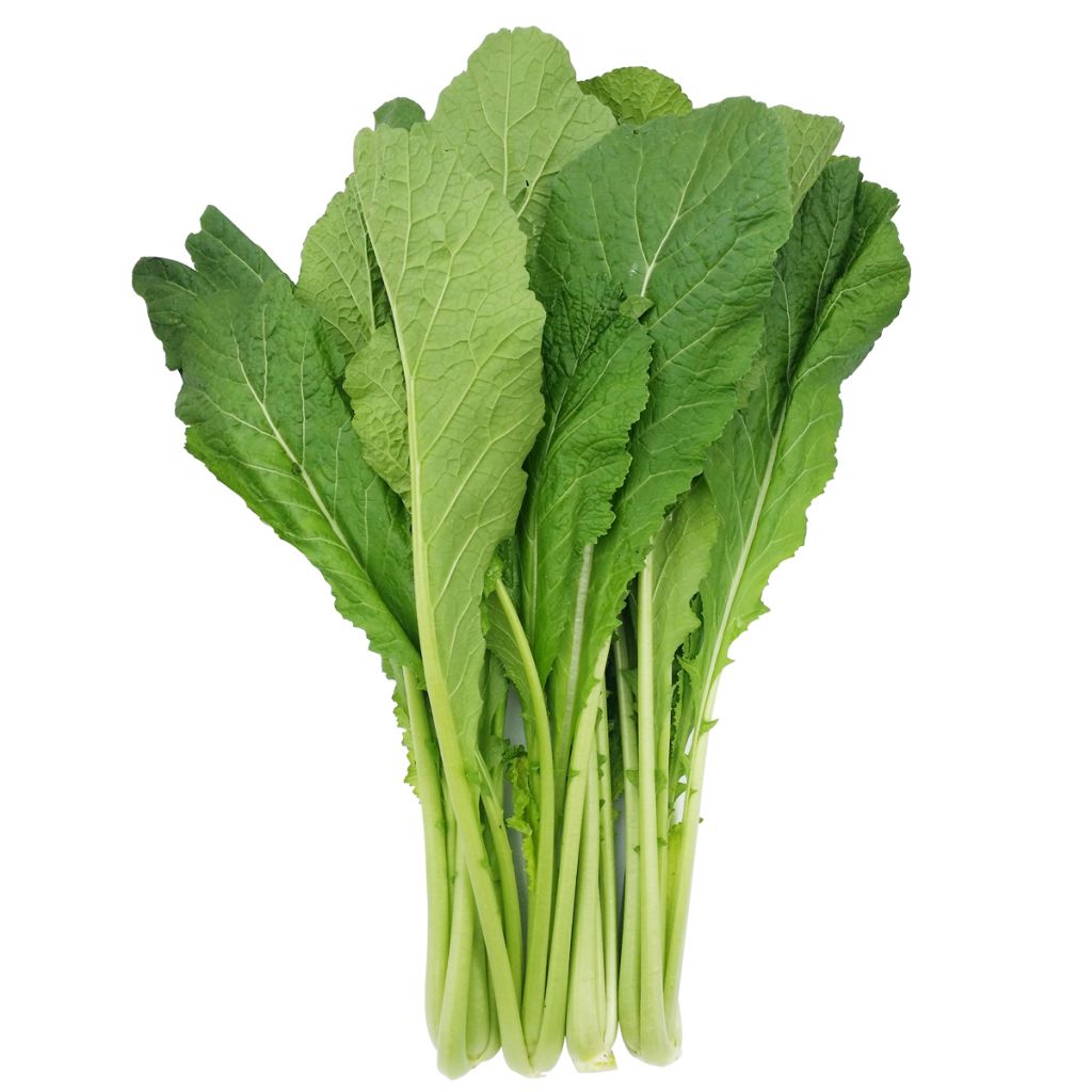Hot sale of high quality fresh Chinese cabbage accept custom planting