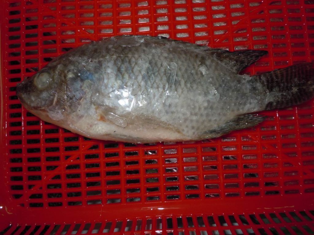 Frozen Tilapia whole round